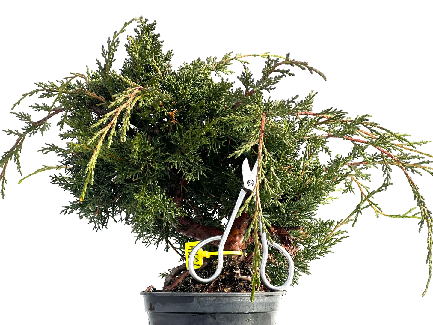 Juniperus Chinensis Kyshu 1574
