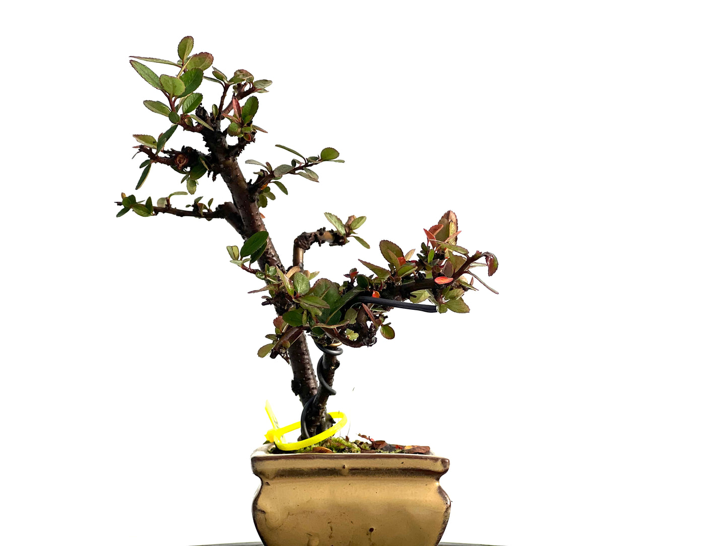 Pyracantha 1847