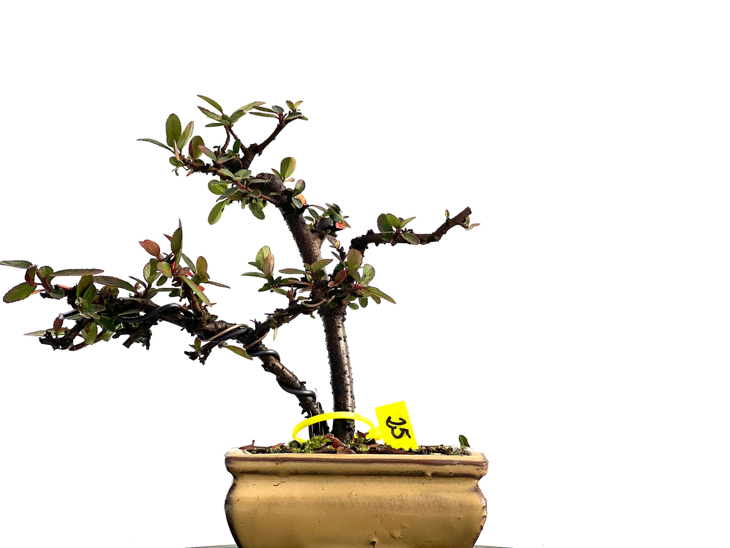 Pyracantha 1847