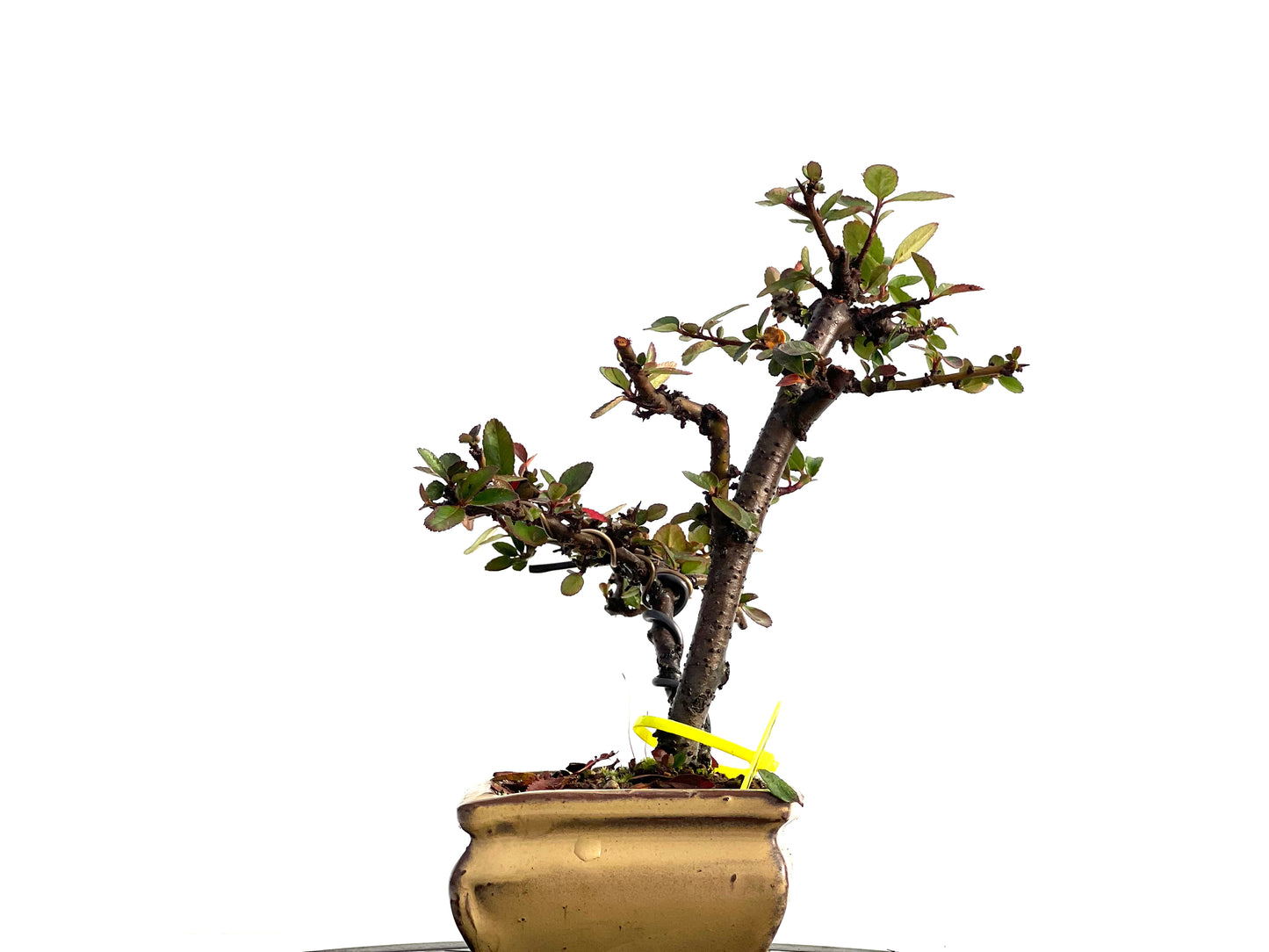 Pyracantha 1847