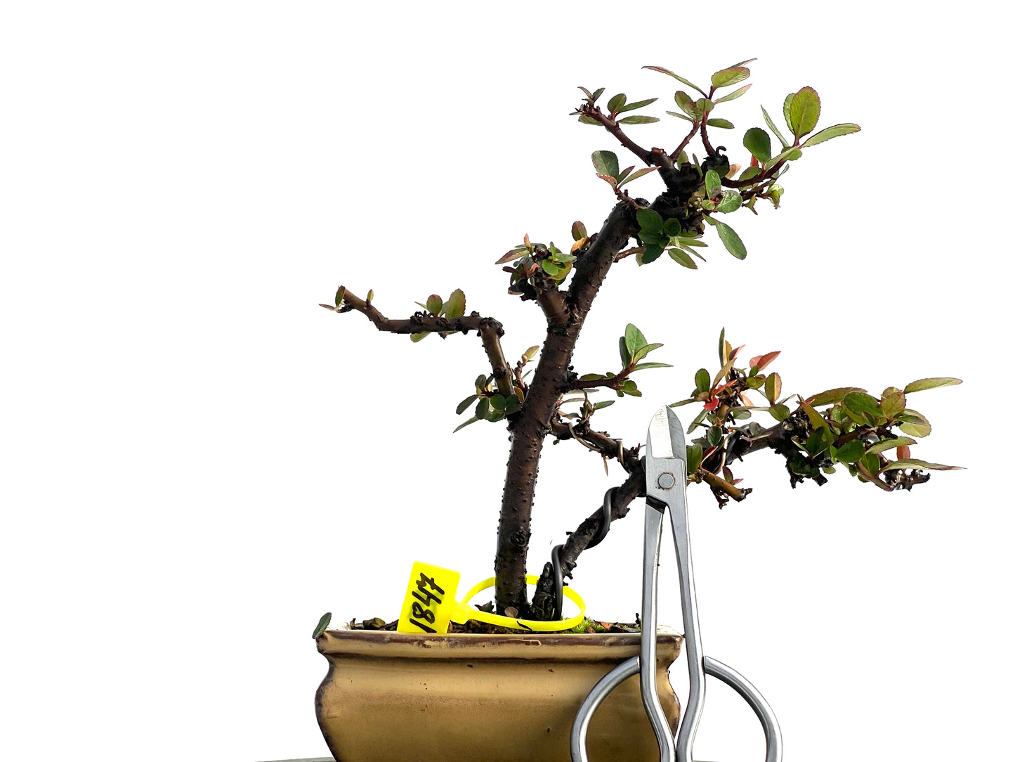 Pyracantha 1847