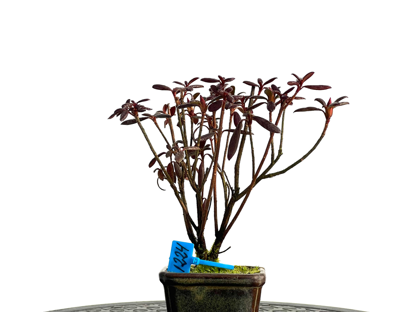 Azalea Satsuki 1224