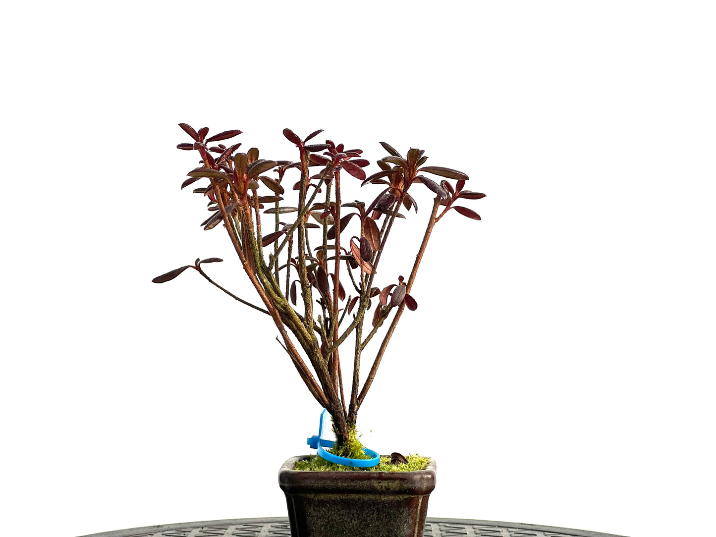 Azalea Satsuki 1224