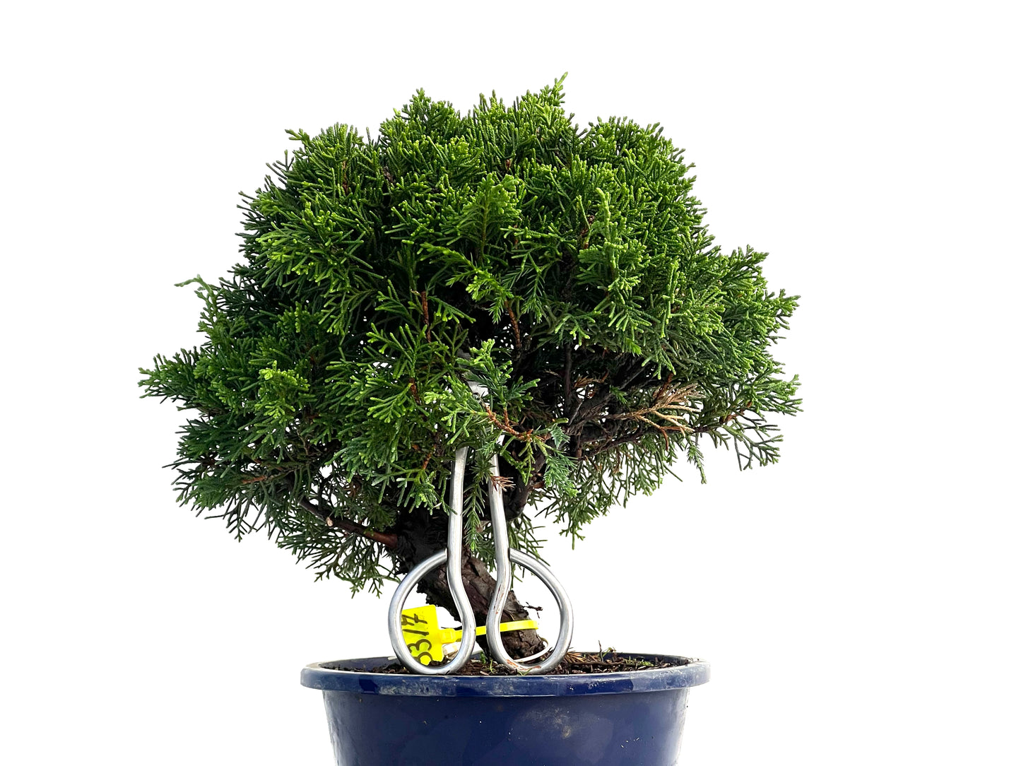 Juniperus Chinensis Itoigawa 3315