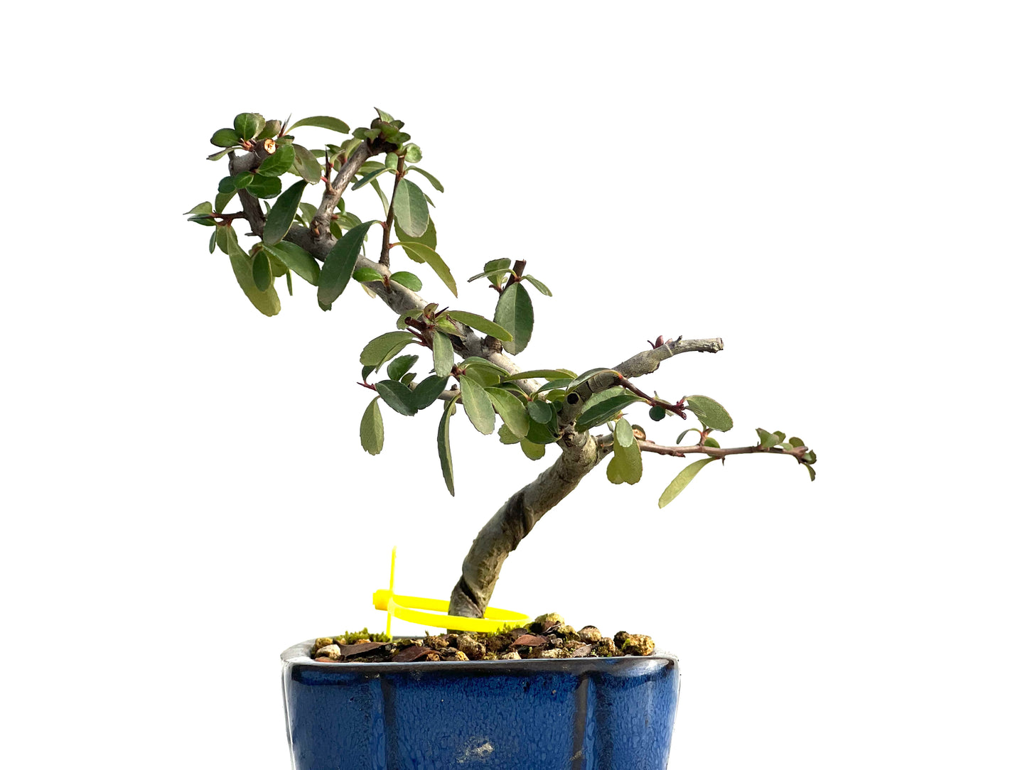 Pyracantha 1849