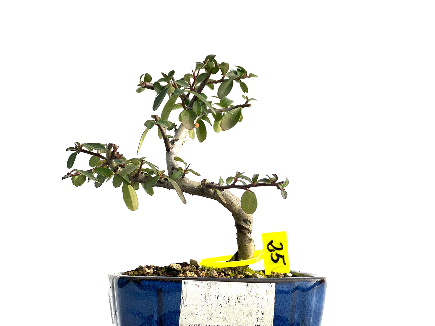 Pyracantha 1849