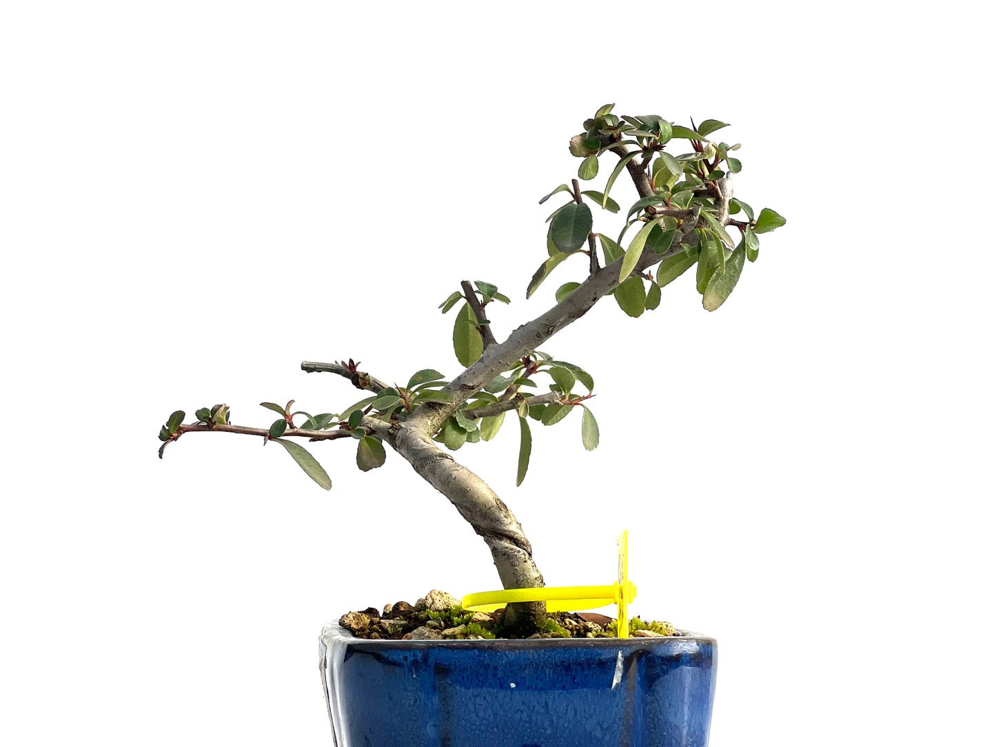 Pyracantha 1849