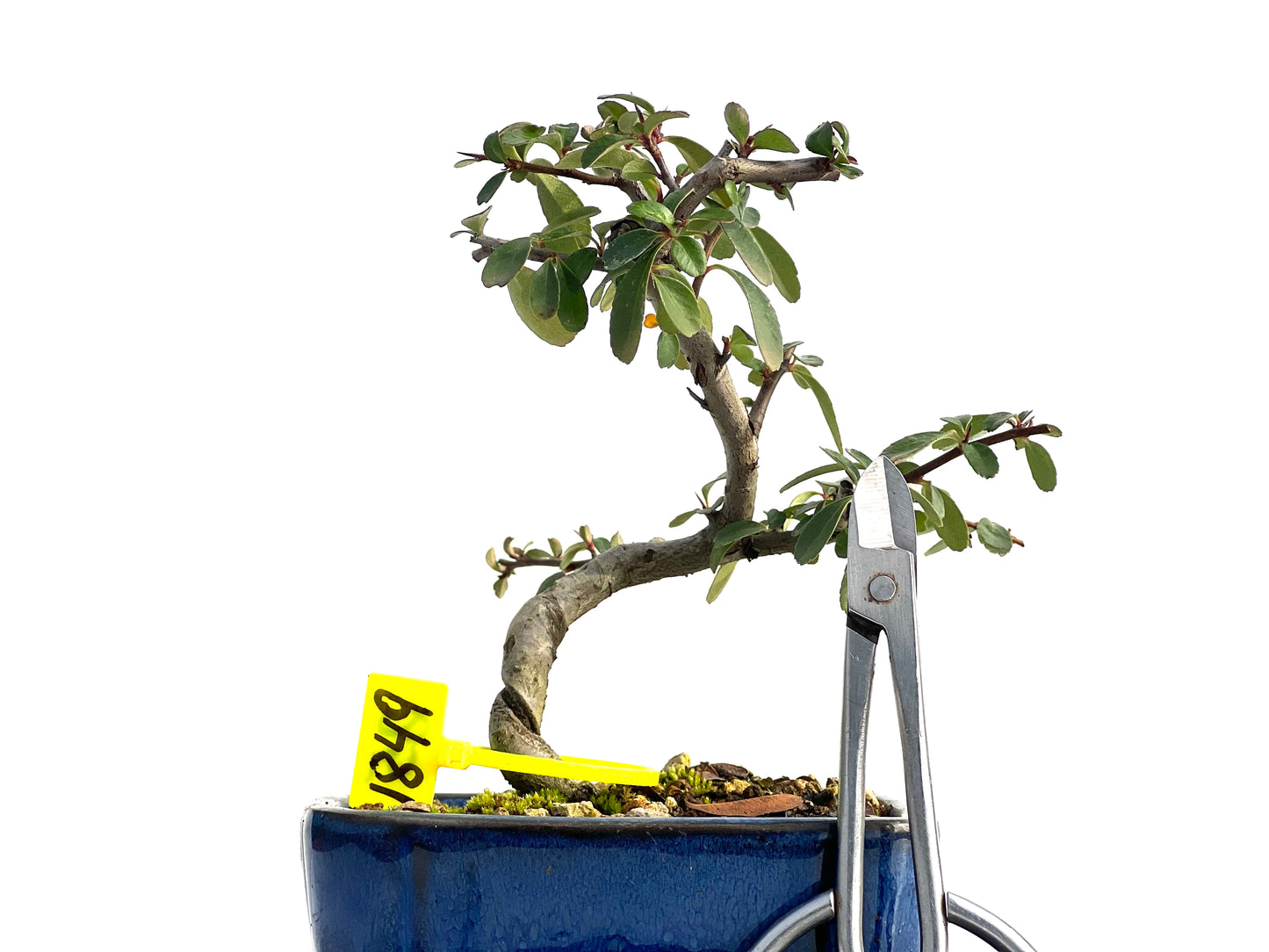 Pyracantha 1849