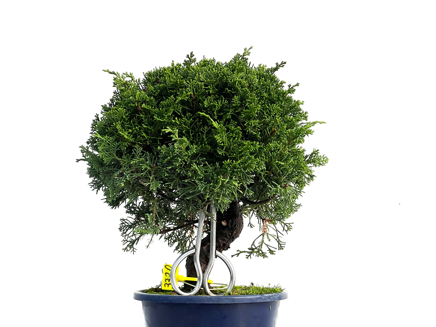 Juniperus Chinensis Itoigawa 3320