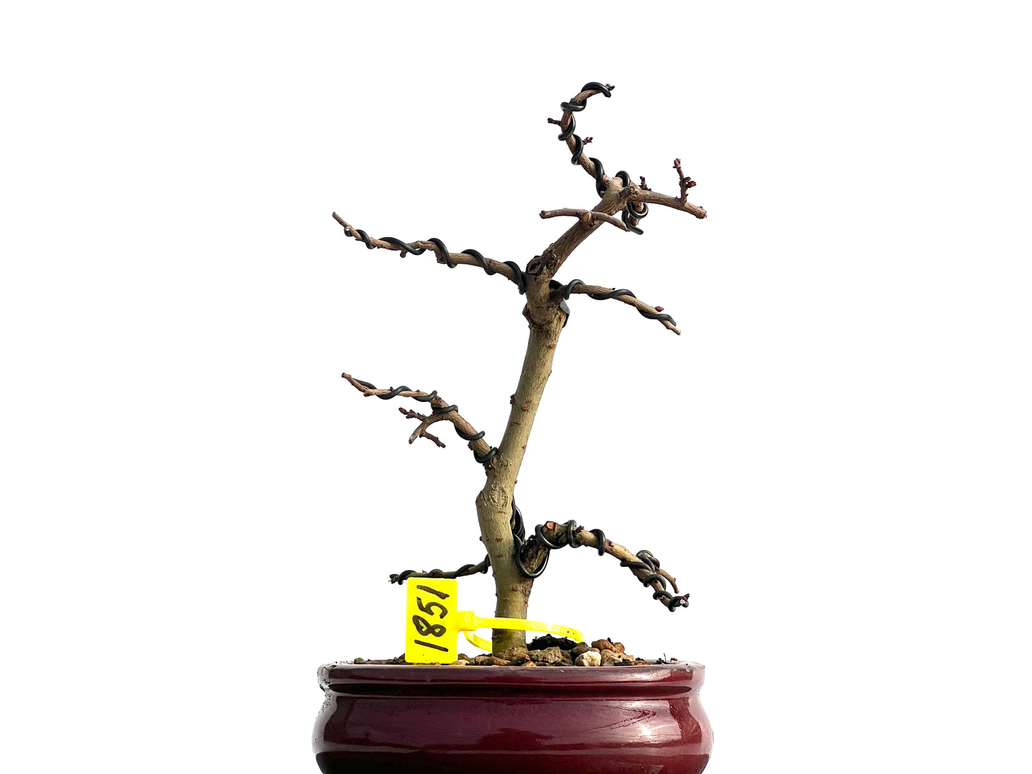 Ulmus Parvifolia 1851