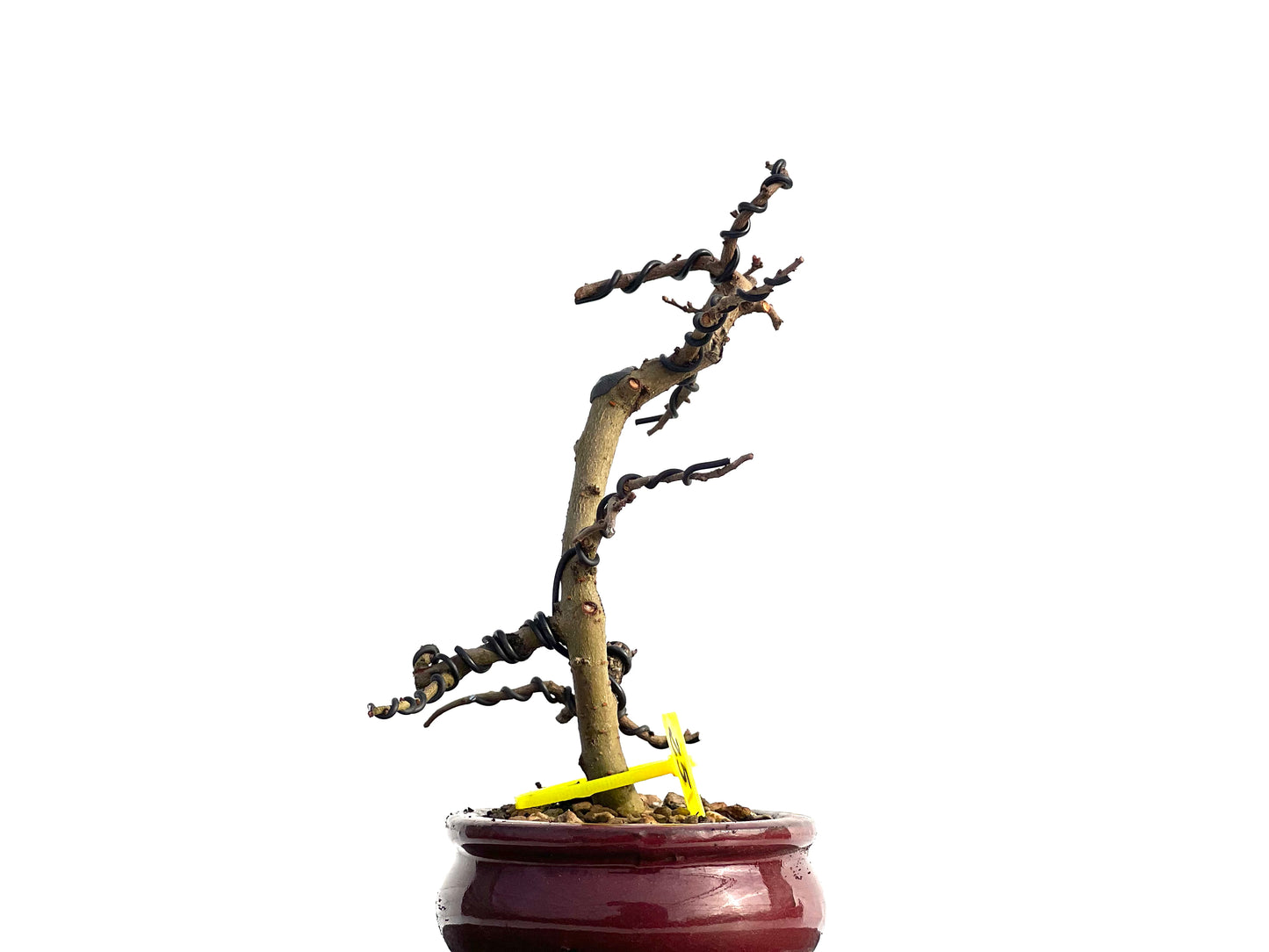 Ulmus Parvifolia 1851