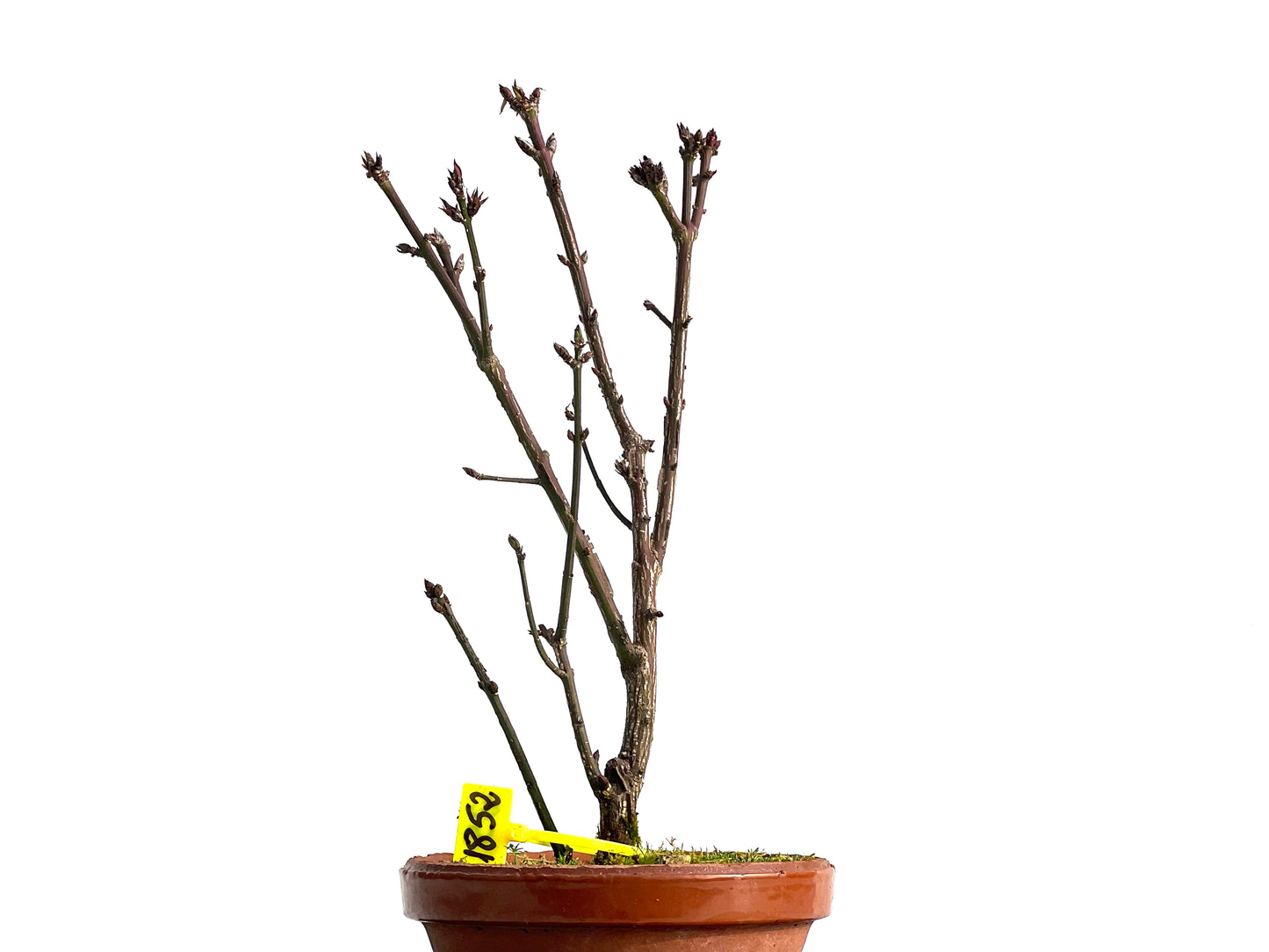 Euonymus Alatus 1852