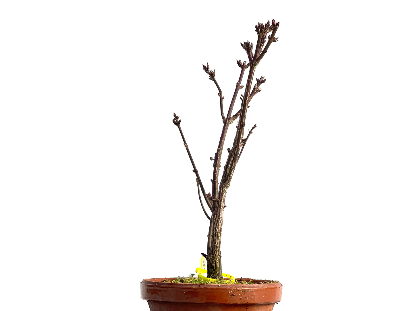 Euonymus Alatus 1852