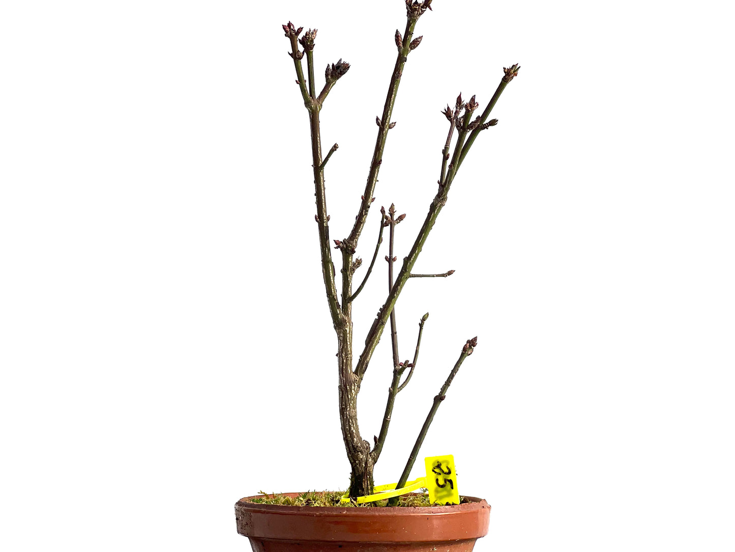 Euonymus Alatus 1852