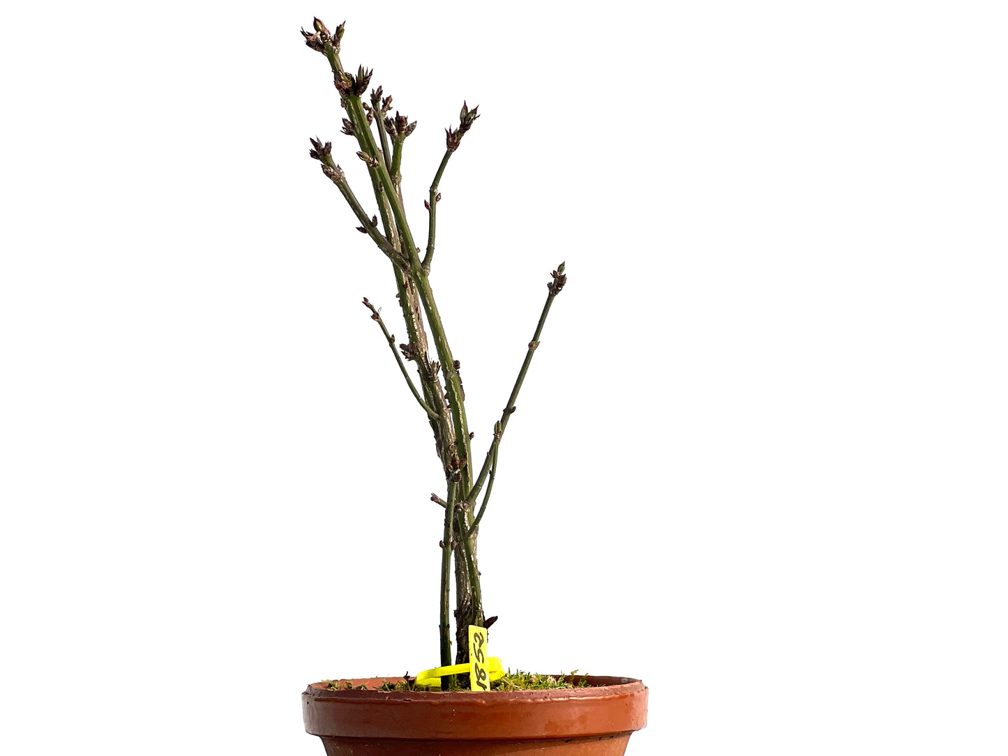 Euonymus Alatus 1852