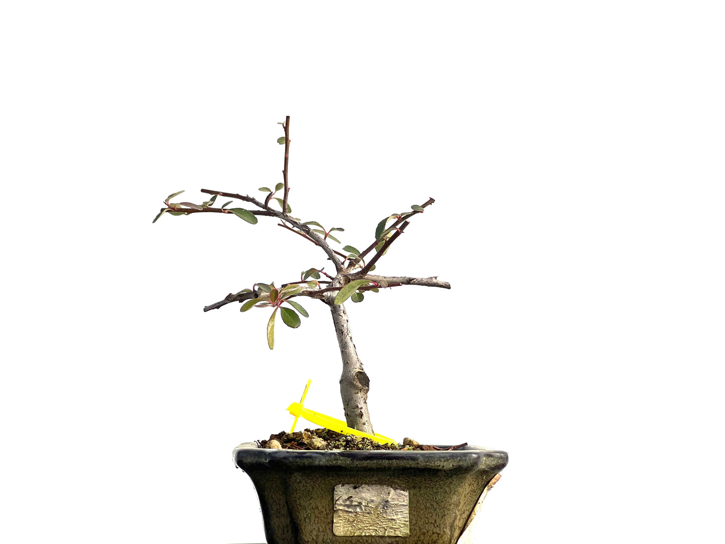 Pyracantha 1853