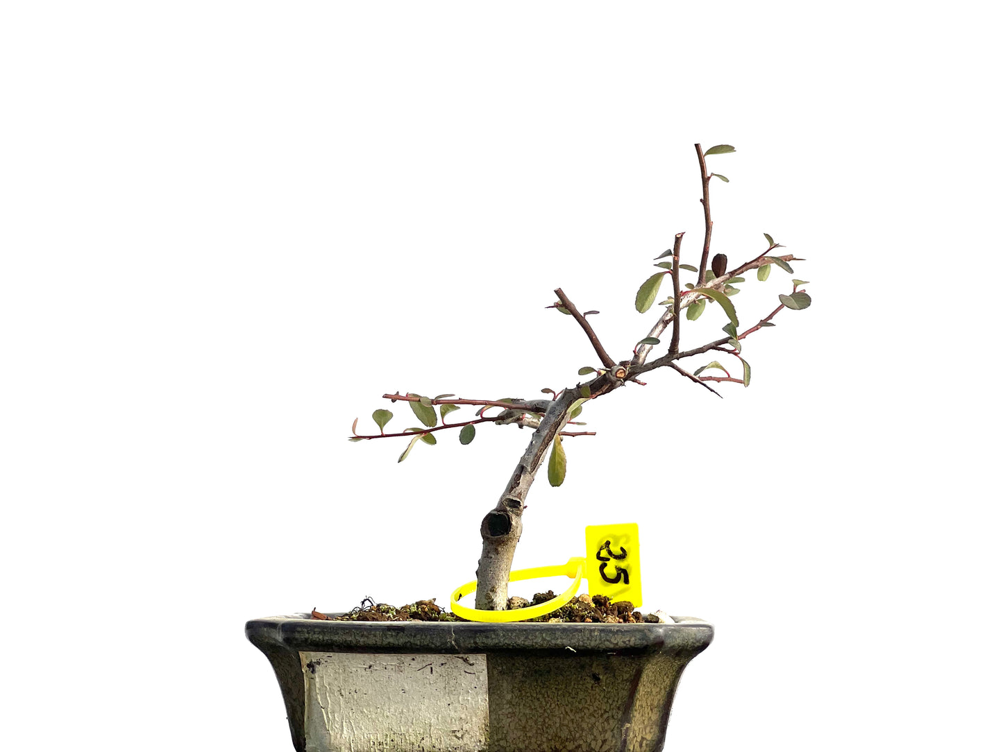 Pyracantha 1853