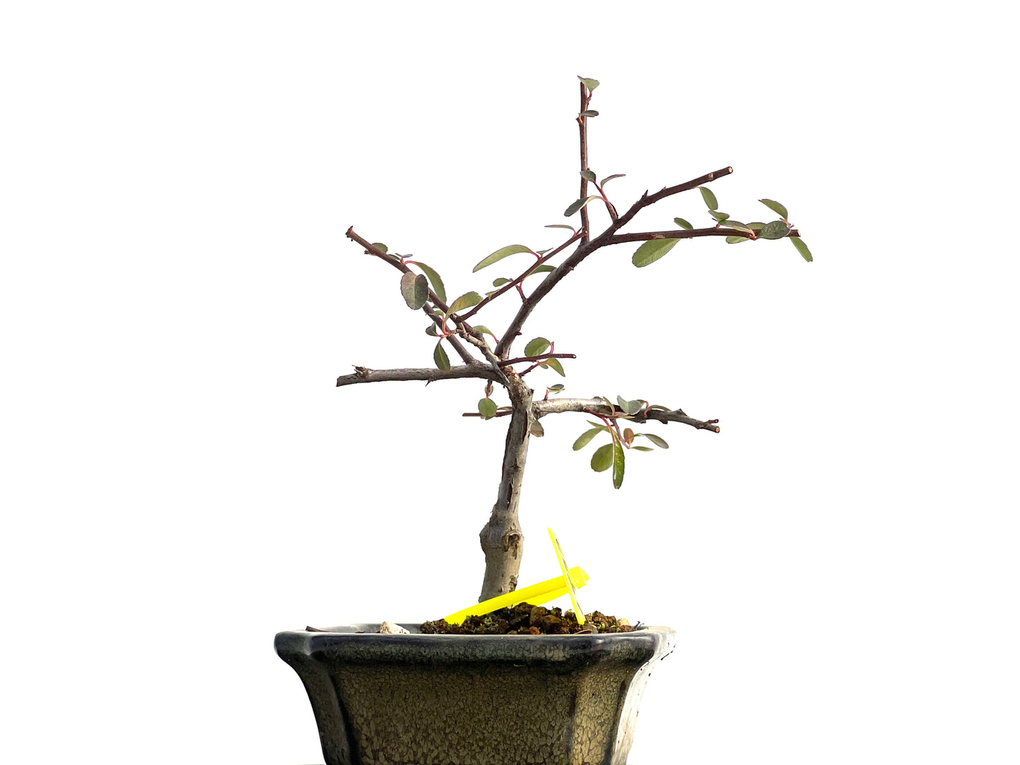 Pyracantha 1853