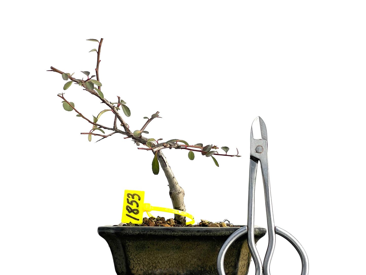 Pyracantha 1853