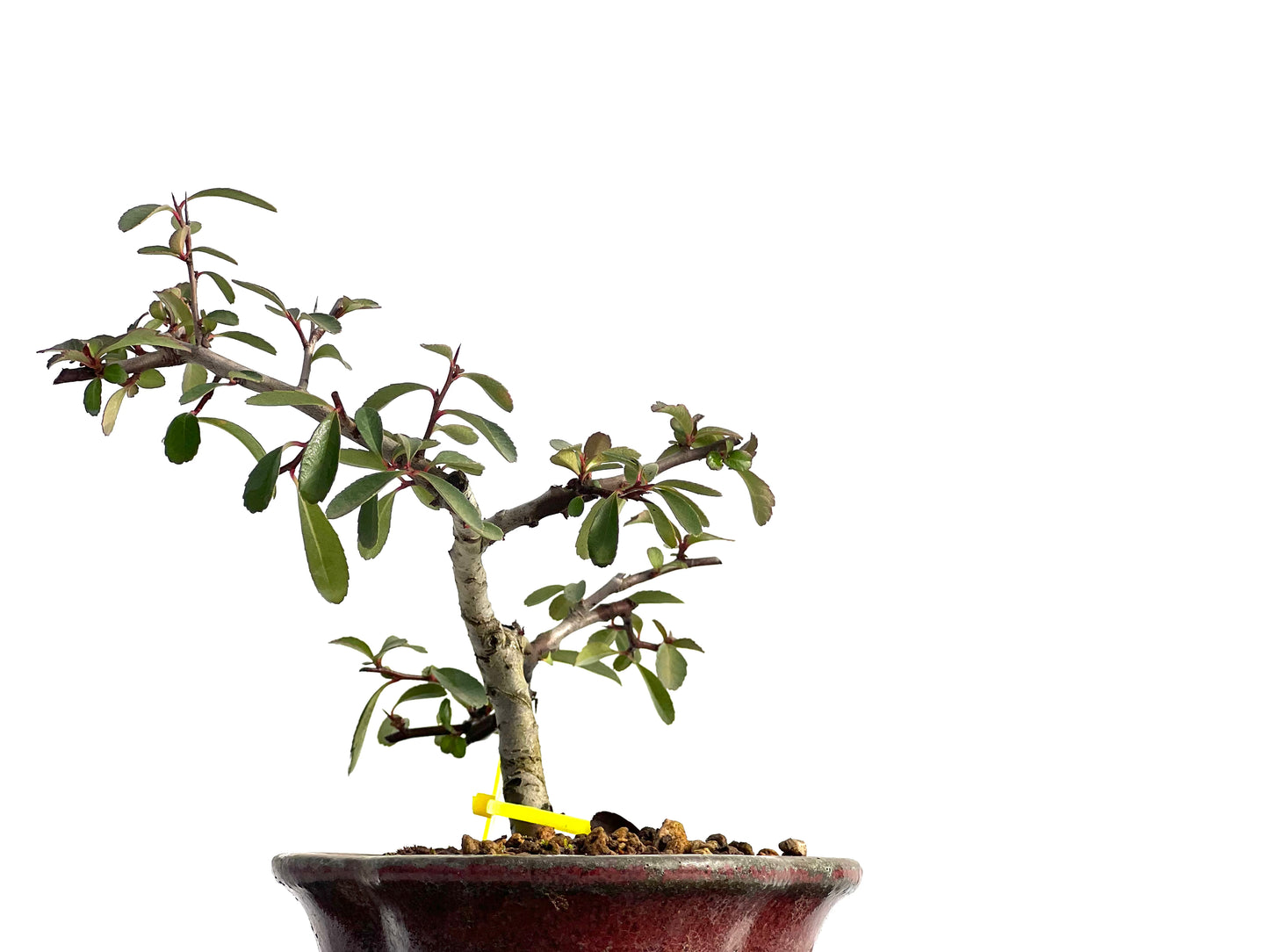 Pyracantha 1854