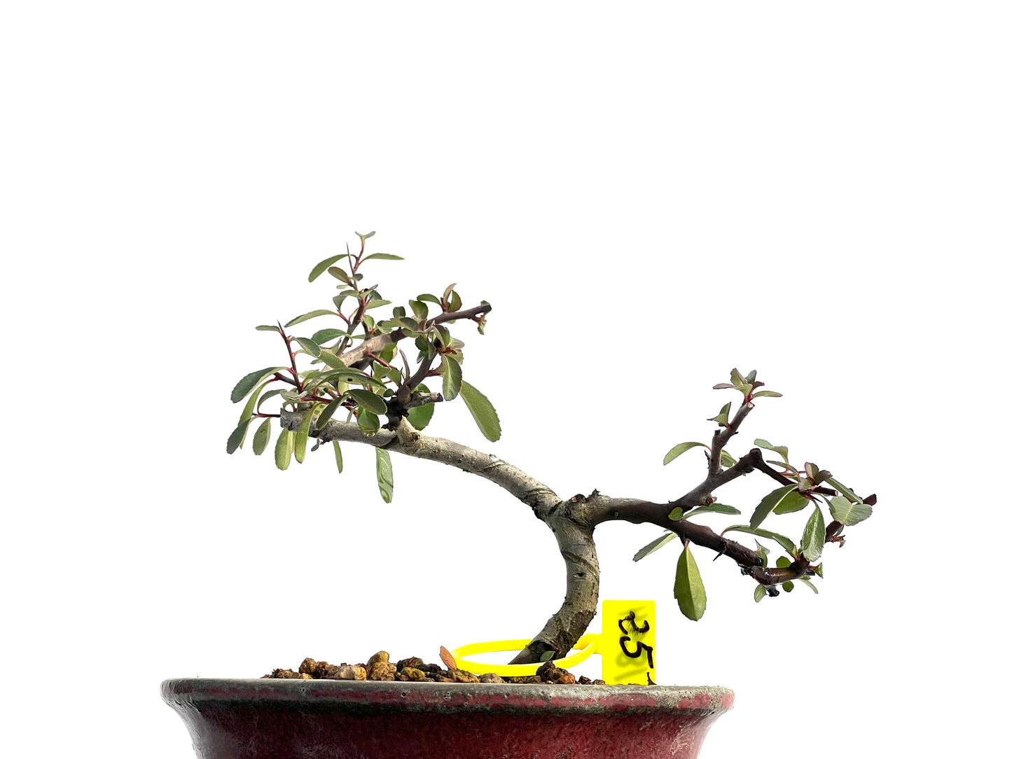 Pyracantha 1854