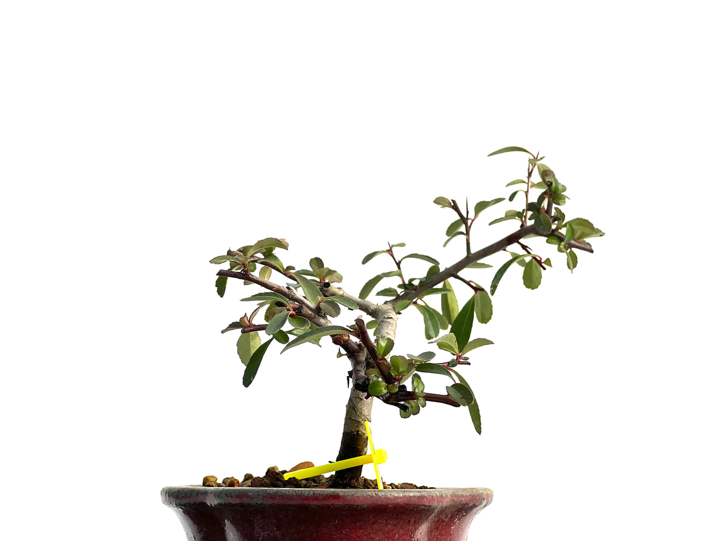 Pyracantha 1854