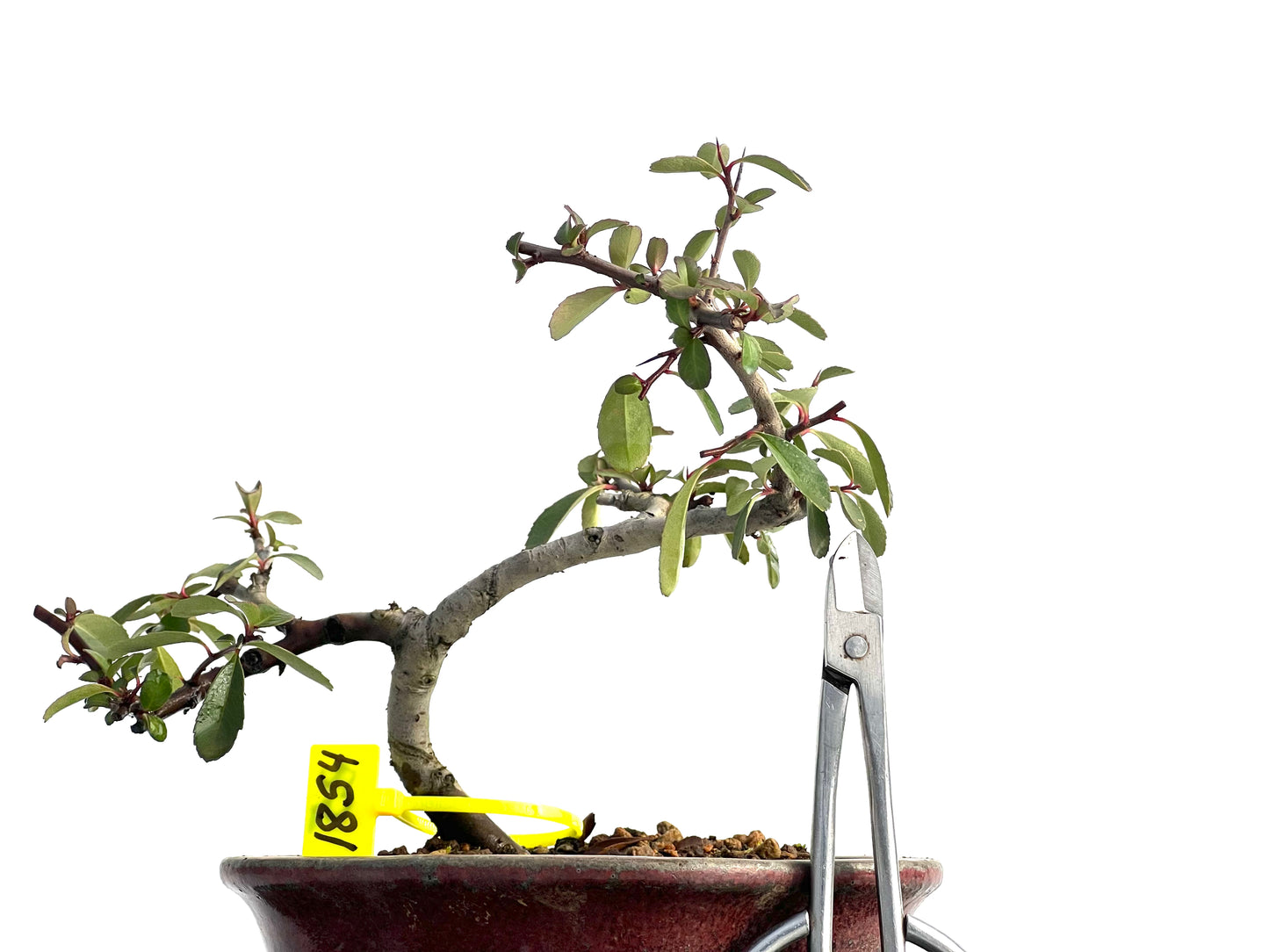 Pyracantha 1854