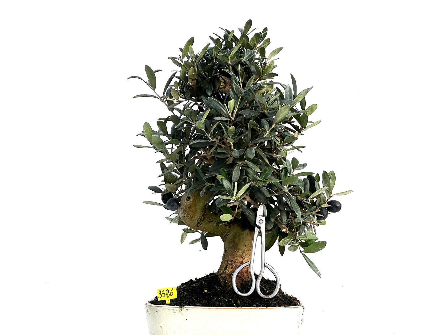 Olea Europaea 3326