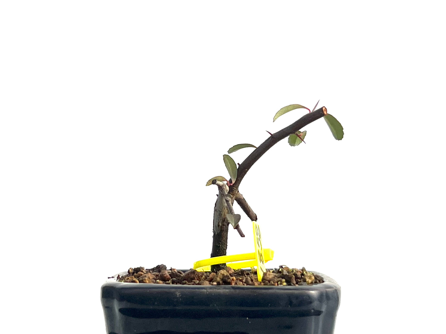Pyracantha 1858