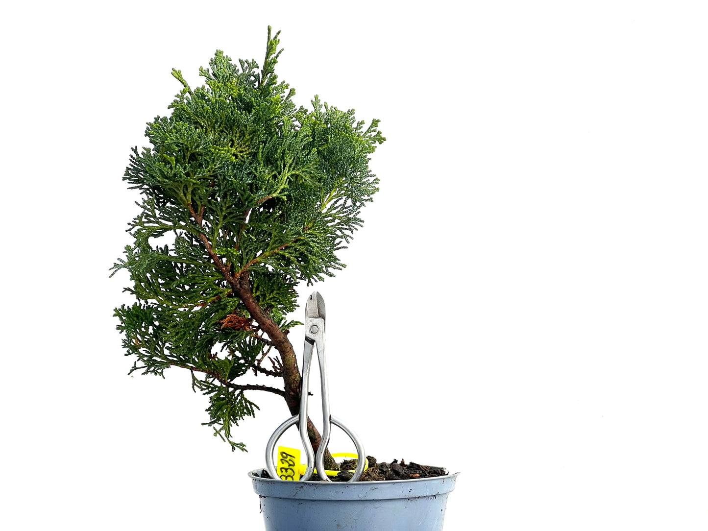 Chamaecyparis Obtusa Nana 3329