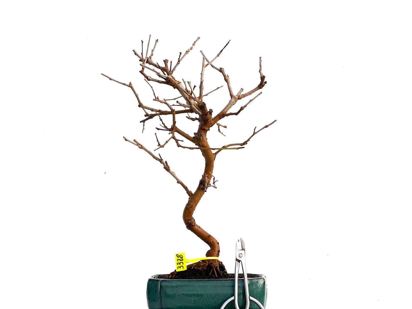 Morus Alba 3328