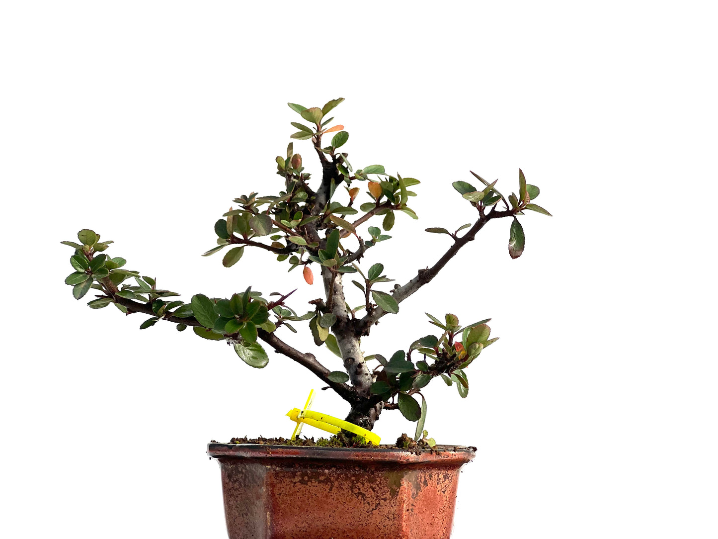 Pyracantha 1860