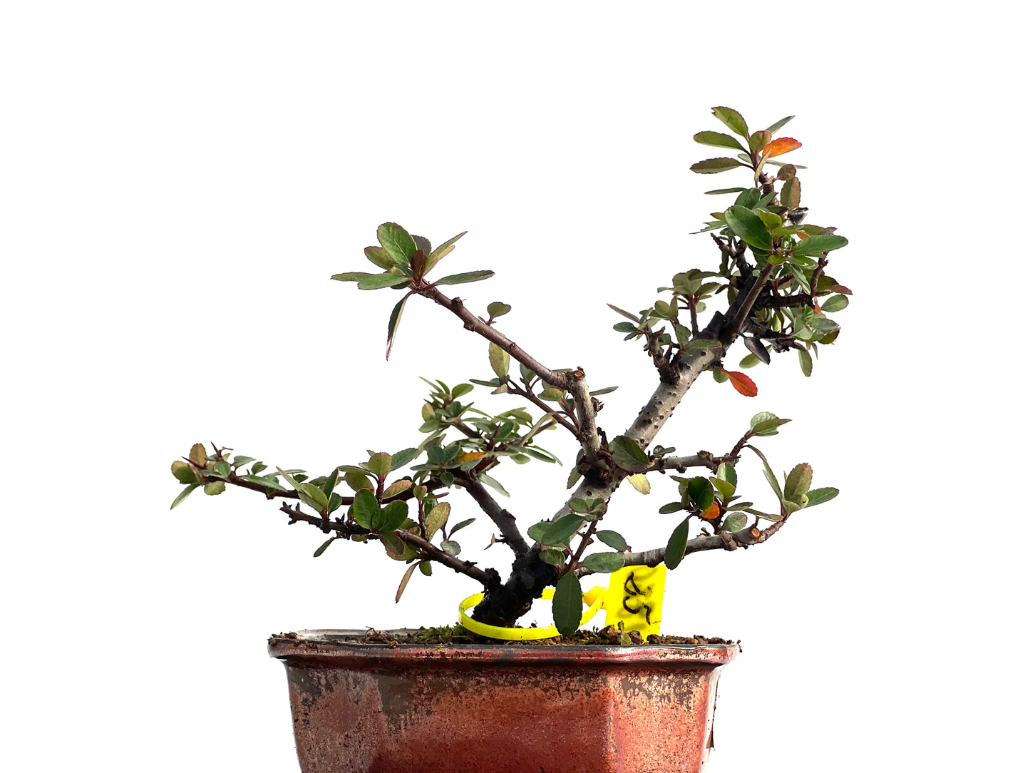 Pyracantha 1860