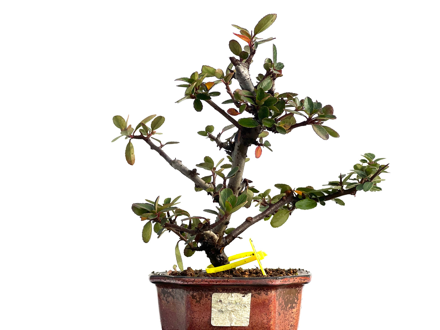 Pyracantha 1860