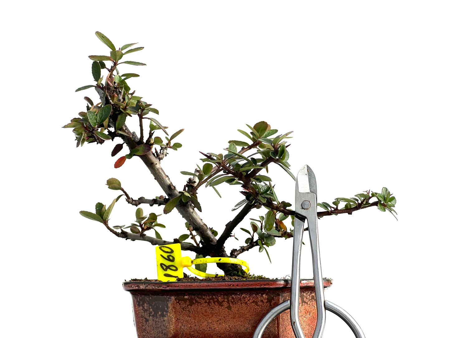 Pyracantha 1860