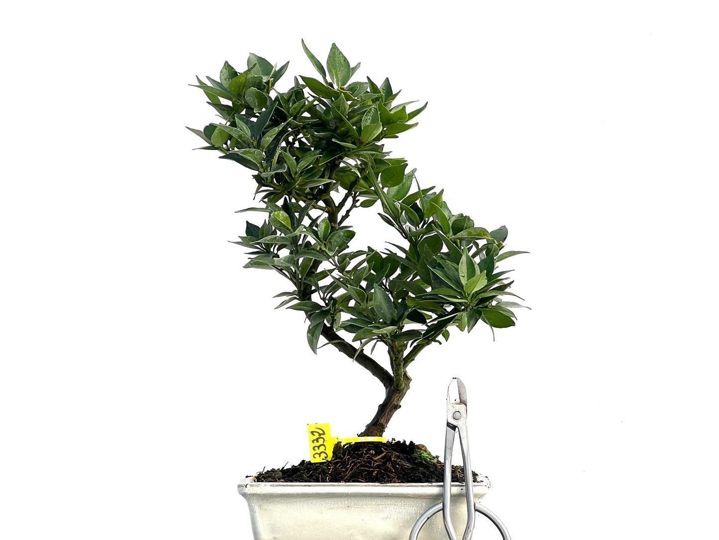 Citrus Myrtifolia 3332