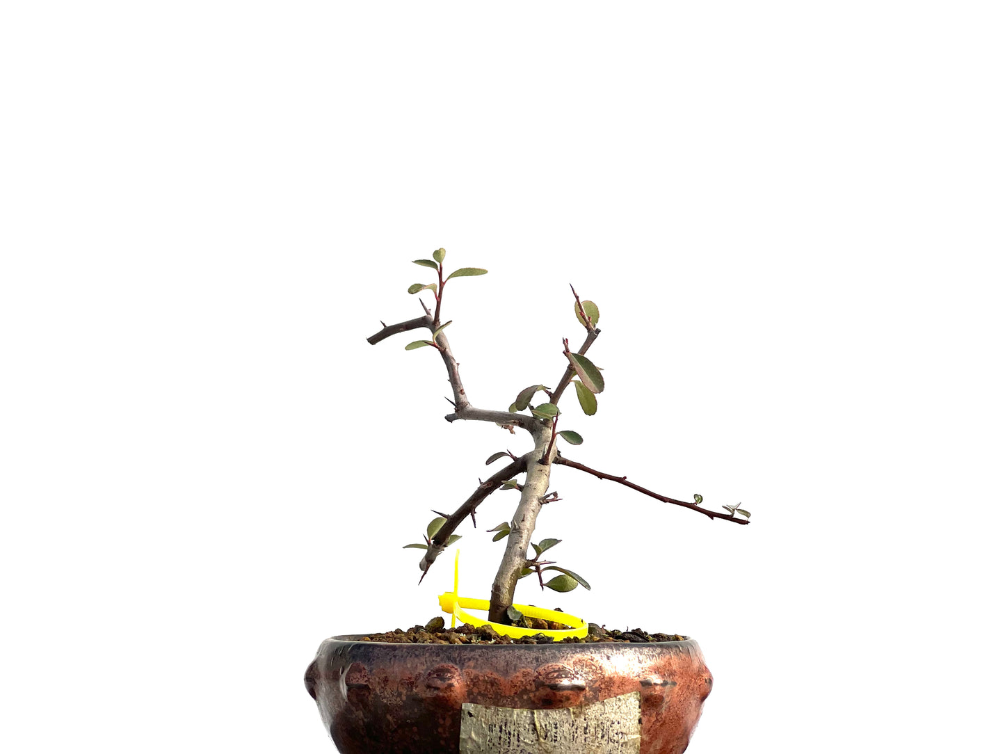 Pyracantha 1862