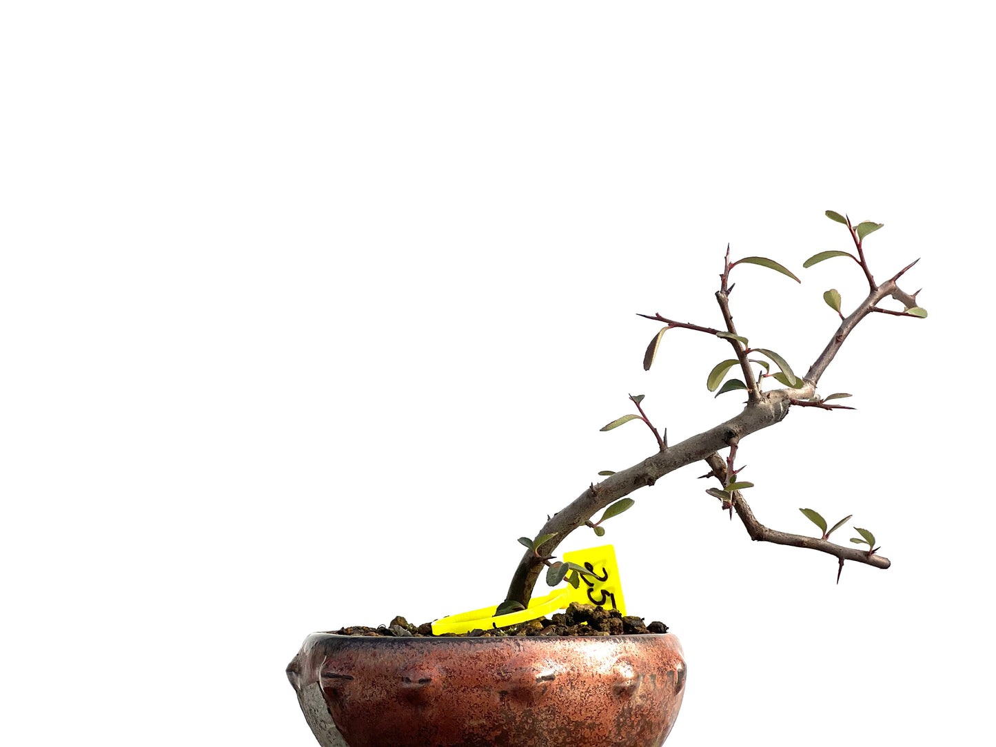 Pyracantha 1862