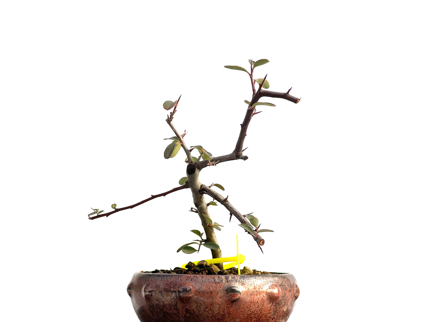 Pyracantha 1862