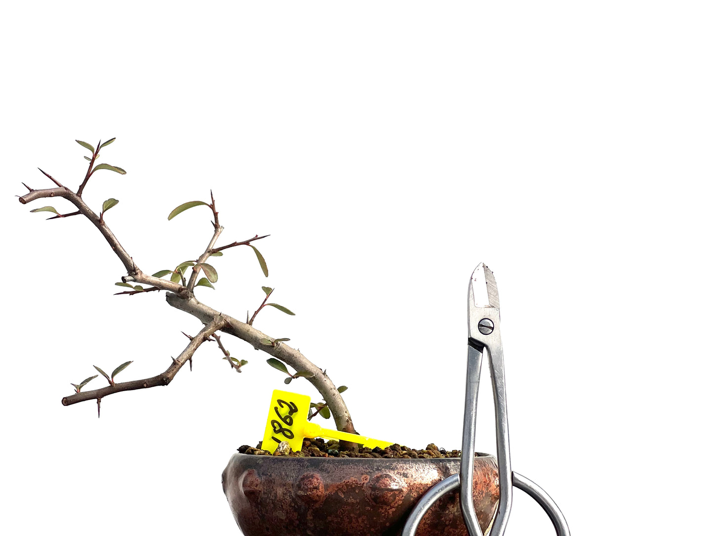 Pyracantha 1862