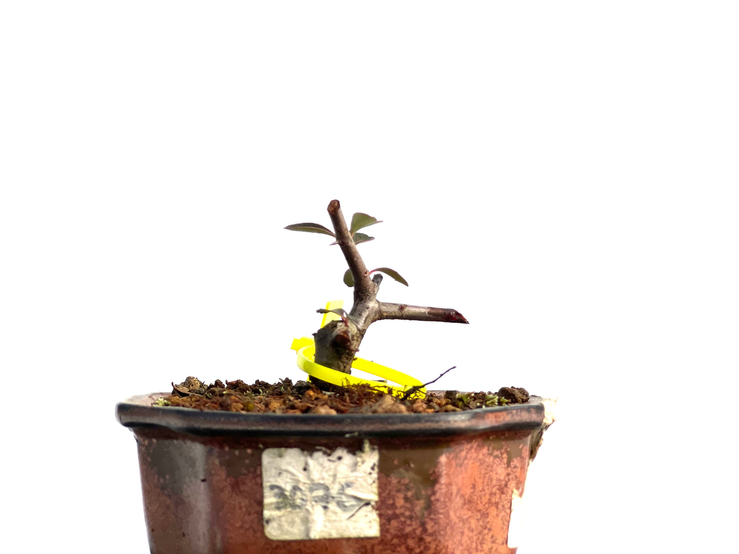 Pyracantha 1866