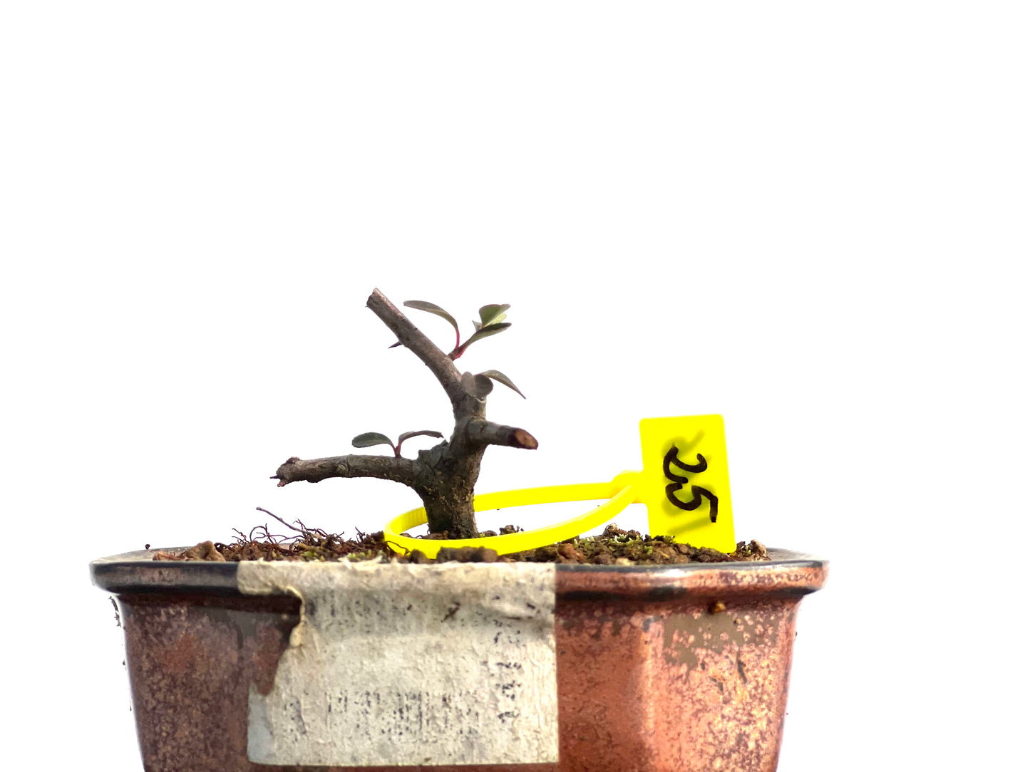 Pyracantha 1866