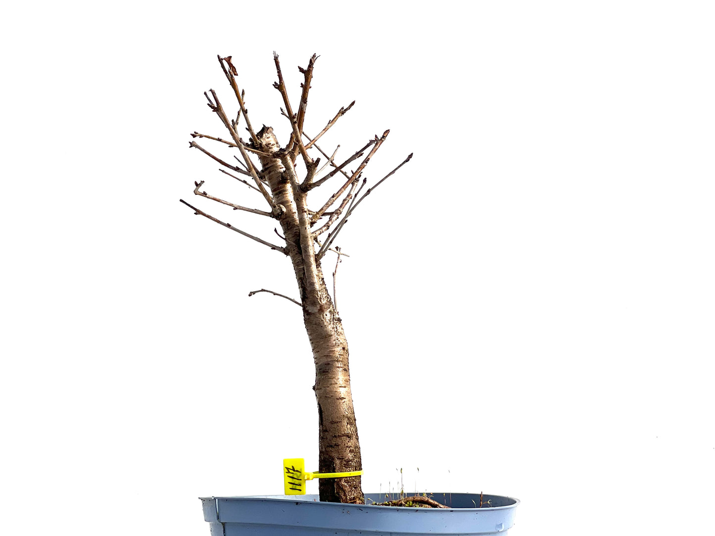 Prunus Mahaleb 1117