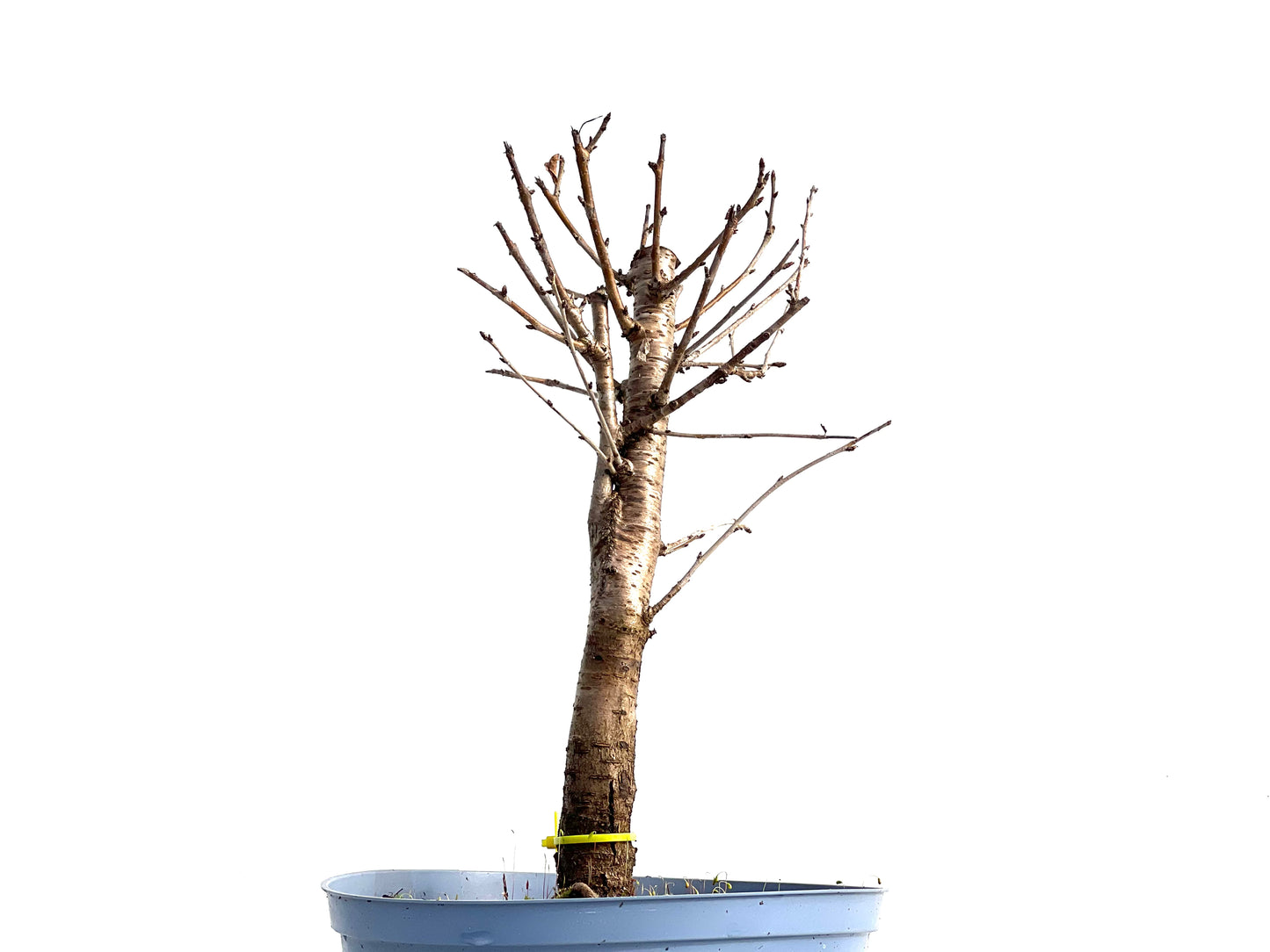 Prunus Mahaleb 1117