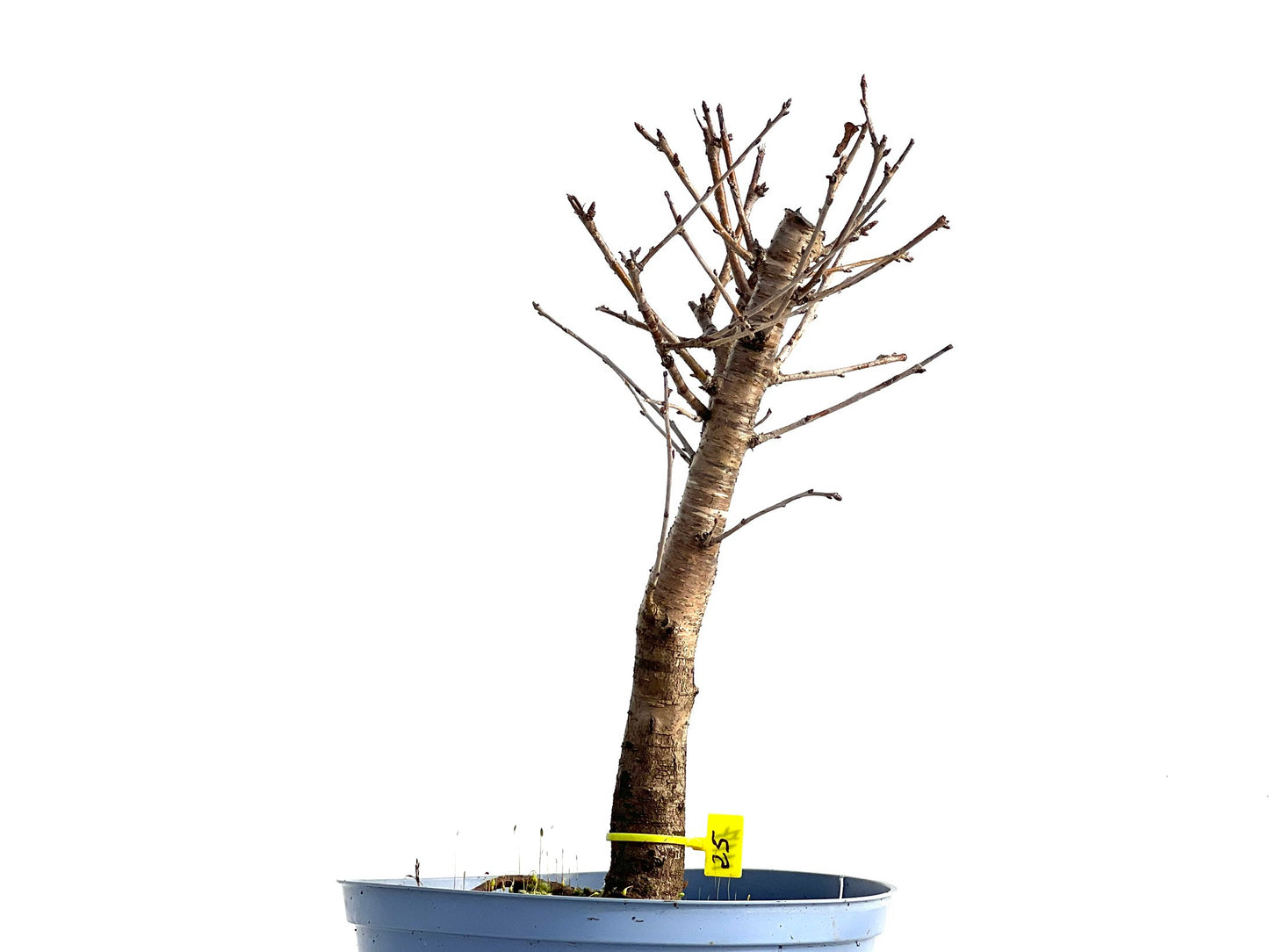 Prunus Mahaleb 1117