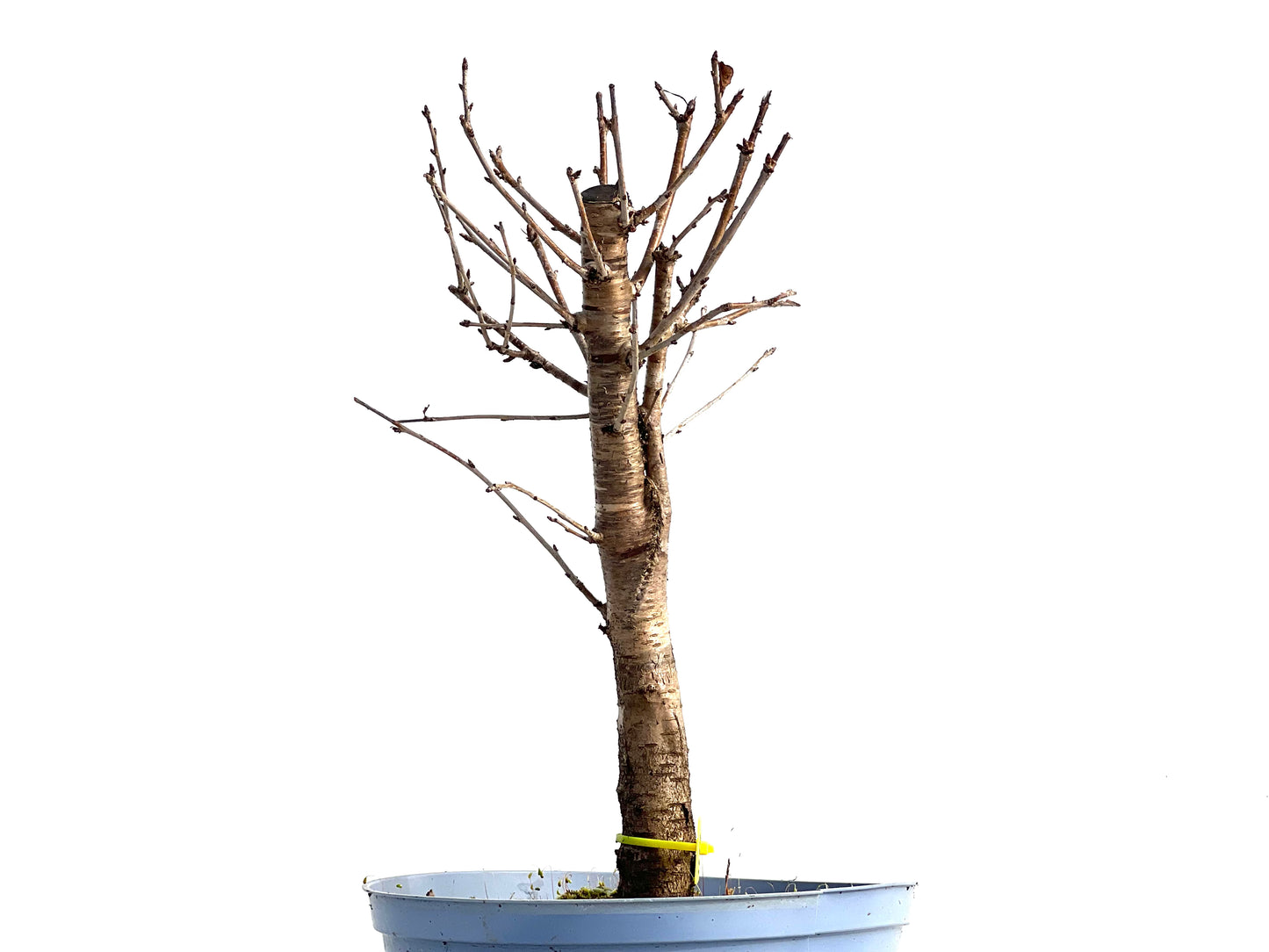 Prunus Mahaleb 1117