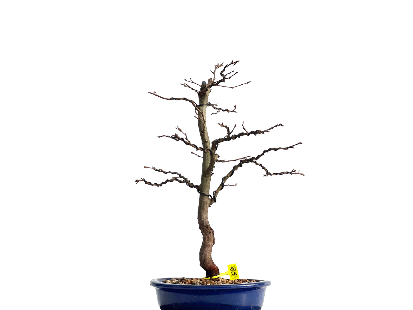 Carpinus Betulus 1867