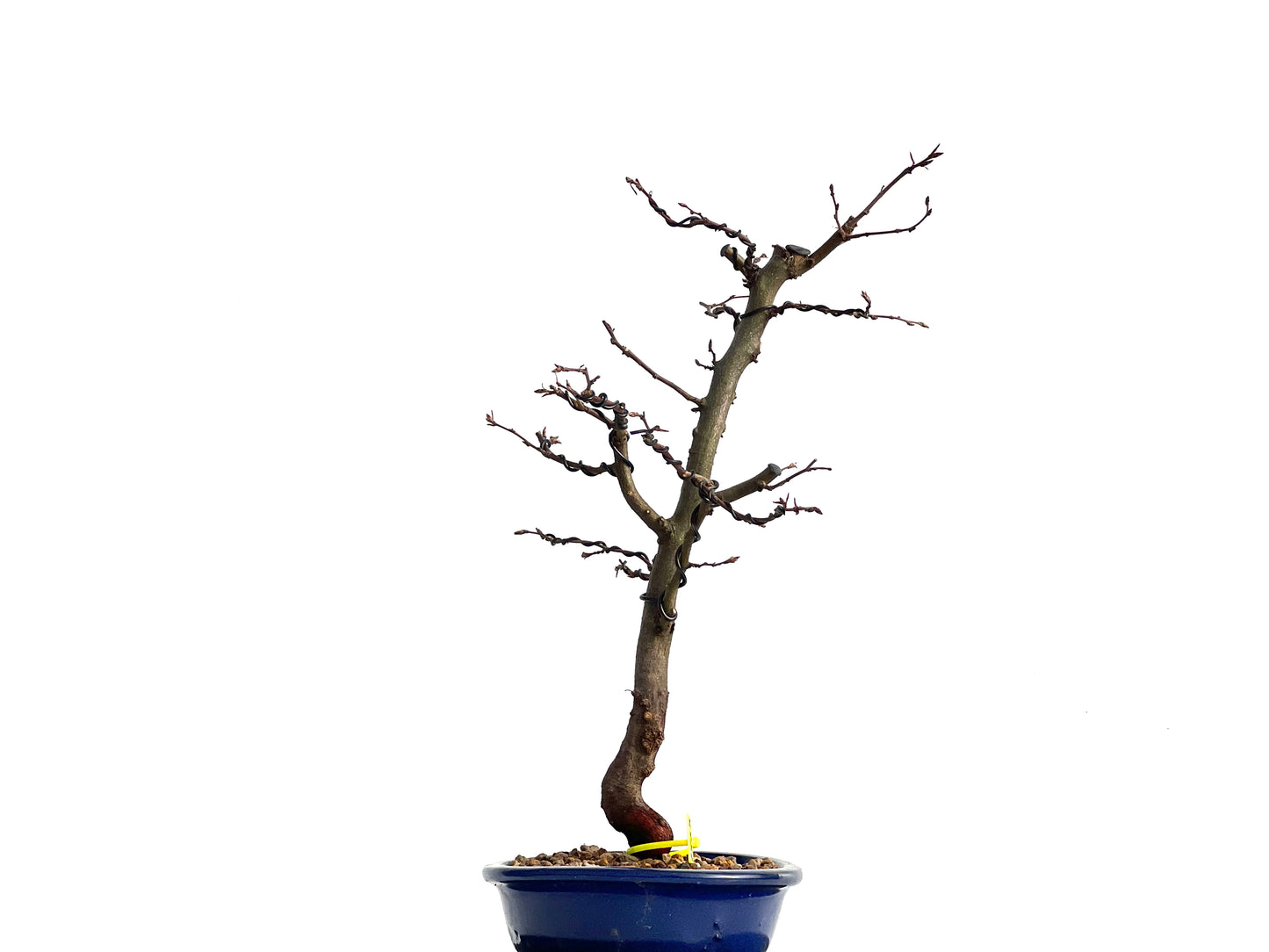 Carpinus Betulus 1867