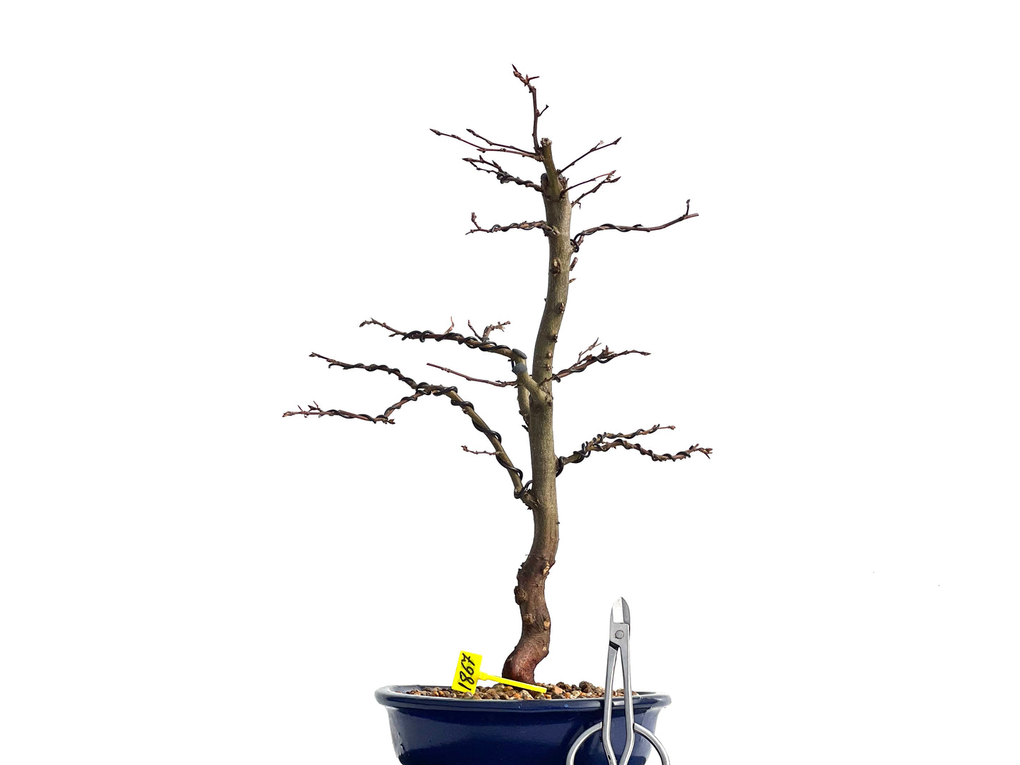 Carpinus Betulus 1867