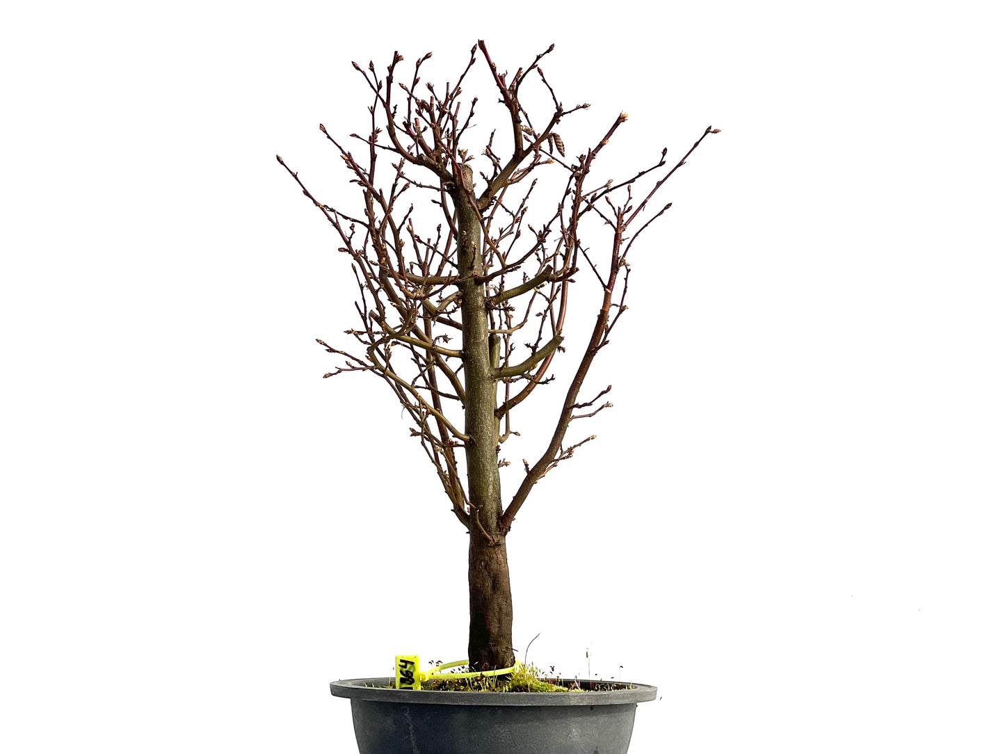 Carpinus Betulus 0864